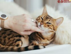 Kandungan Obat Jamur Kucing yang Penting Diperhatikan