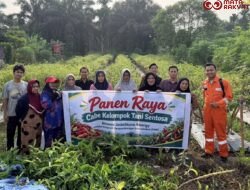 Panen Raya Cabai Kelompok Tani Sentosa Binaan Jadestone Energy di Desa Mandala Jaya, Dorong Produktivitas dan Kesejahteraan Petani
