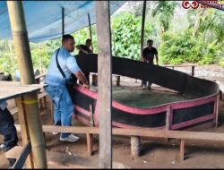 Judi Sabung Ayam di Kinali Diamankan Polisi